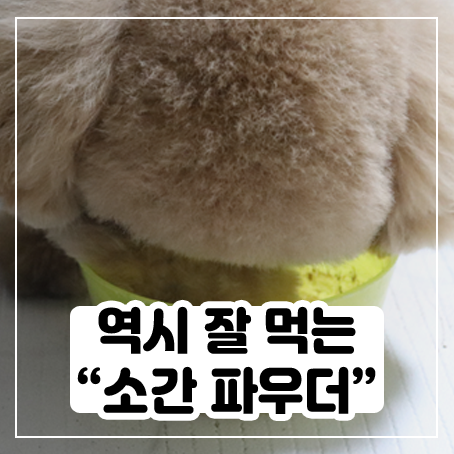 소간파우더로 강아지 눈물자국 지우기 도전! 소간파우더로 강아지 눈물자국 지우기 도전!