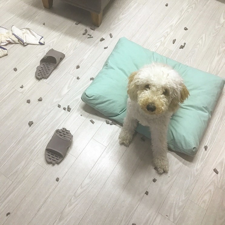  개육아일기_05.사고뭉치