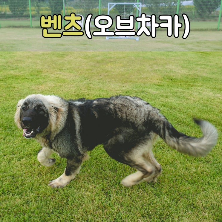  예절교육,사회화교육,복종훈련이 꼭 필요한 초대형견 오브차카 #부산대형견훈련