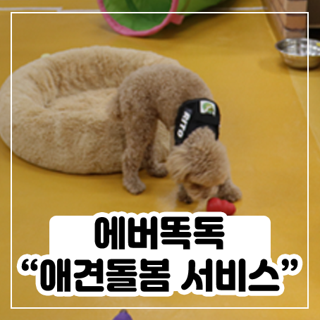 에버랜드 + 에버똑독 애견돌봄서비스 이용후기 에버랜드 + 에버똑독 애견돌봄서비스 이용후기