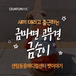 [동물뉴스]새끼 데리고 출근하는 금마면 공무견 금순이(부산분과전문동물병원, 365일연중무휴)