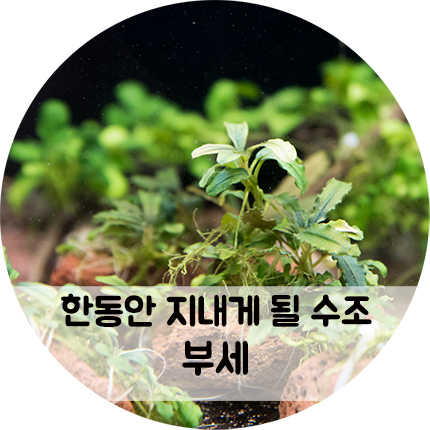 부세파란드라를 다른 수조로 옮겨 보았어요.