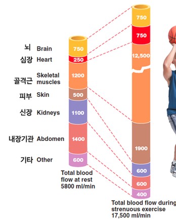  대전 선화동 헬스장 가온헬스 운동할 때 어지러운 이유