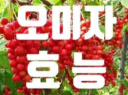  오미자의효능 부작용 :: 피로회복과 성기능 강화