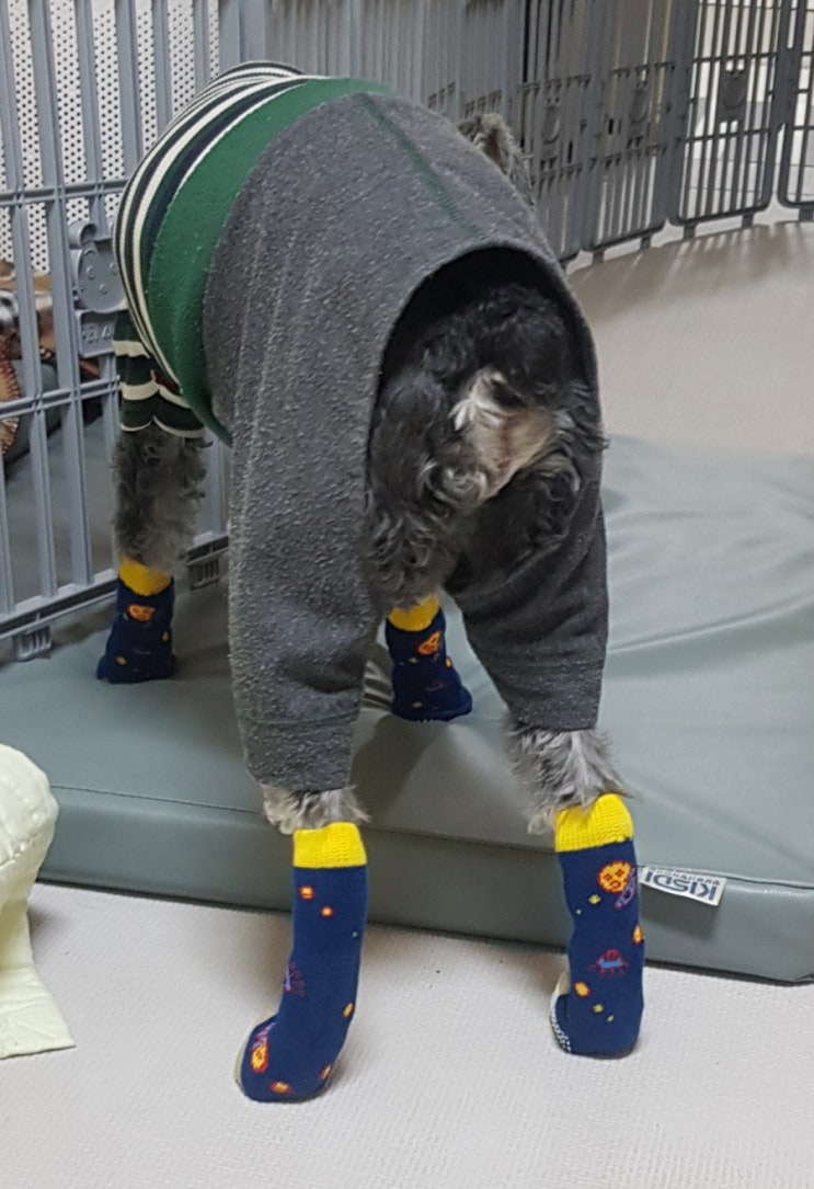 미끄럼방지 강아지 양말