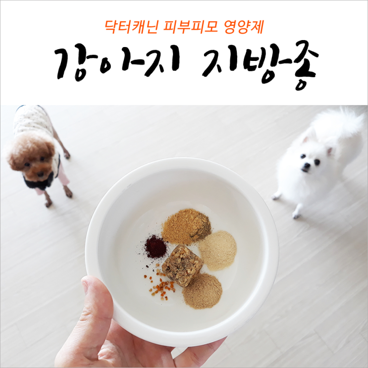  강아지 지방종 제거 관리법 공개