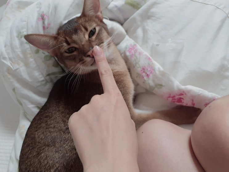  냥테라피가 필요한 순간