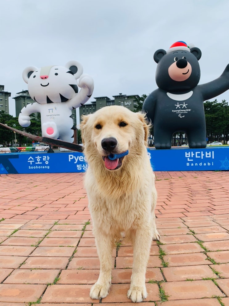  [게스트 하우스/훈] 점점더 추워지는 날씨 좋은곳 없을까?  후아유 게스트하우스 경포대점