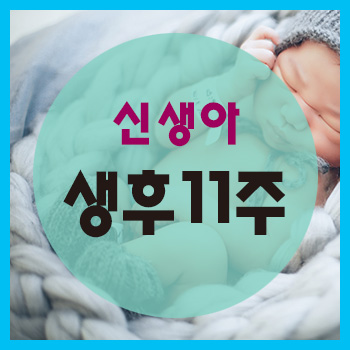  생후 11주 정보