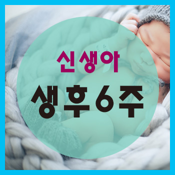  생후 6주 정보