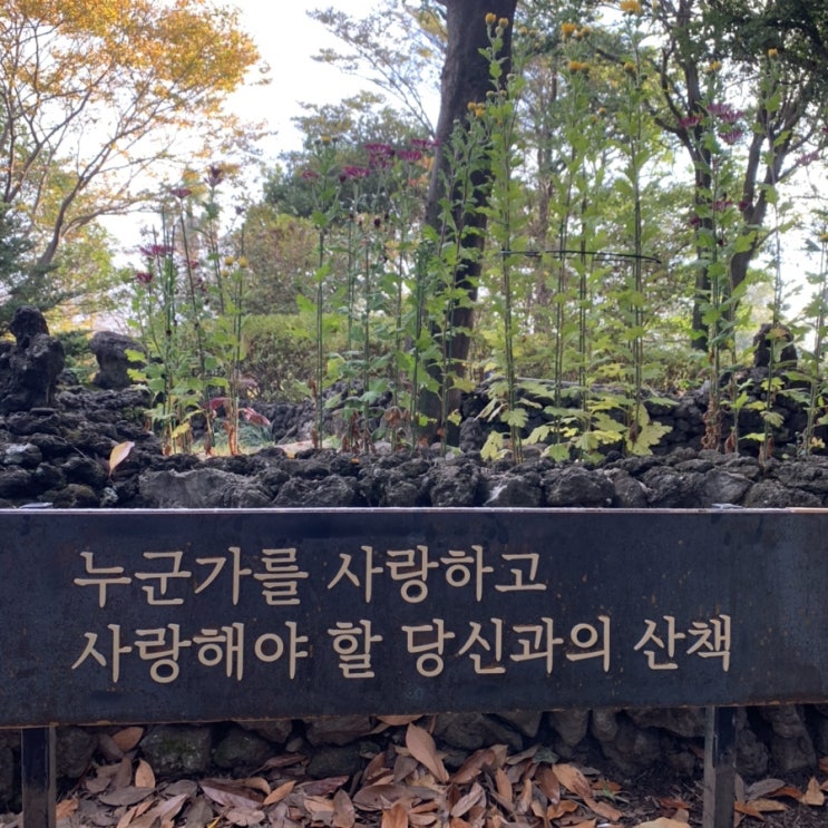  제주 서귀포시 카멜리아힐,겨울 동백꽃이 참 예쁜곳!