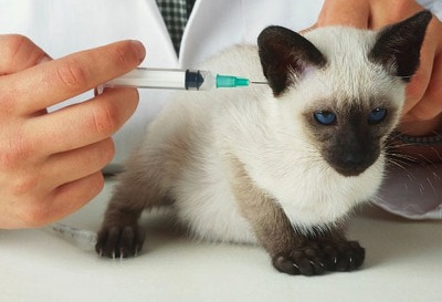 고양이 예방접종-백신에 대하여