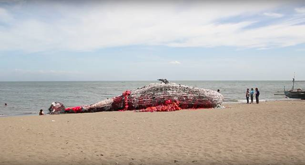 플라스틱이 가져온 환경 재앙, 필리핀 해변에 등장한 ‘죽은 고래의 외침’