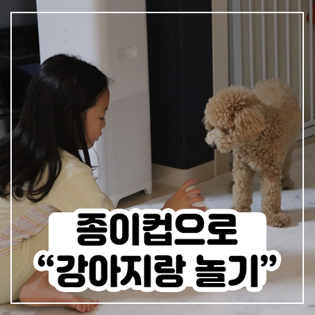 종이컵으로 간단하게 강아지랑 놀아주기 종이컵으로 간단하게 강아지랑 놀아주기
