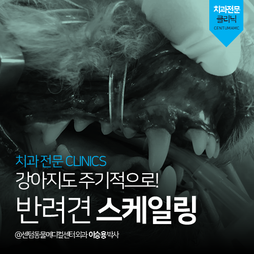  [치과] 강아지도 주기적으로! 반려견 스케일링 (부산 해운대 수영구 치과 전문 동물병원, 센텀동물메디컬센터, 치석)