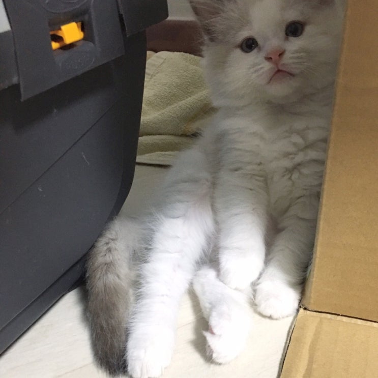  곰인형같은 랙돌 공주님-랙돌캐터리 디아돌스