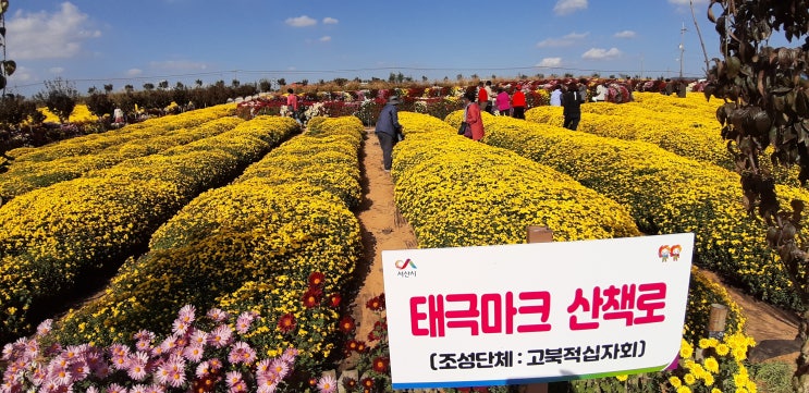  서산 고북 국화축제 놓치지마셔요  2019 제22회 서산국화축제 강추