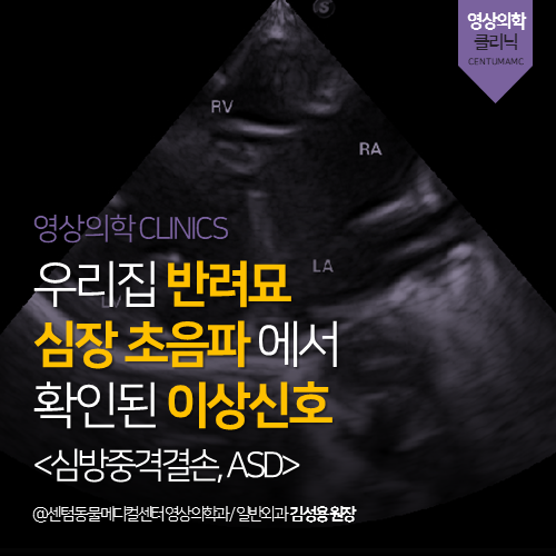  [영상의학과] 우리집 반려묘 심장 초음파에서 확인된 이상신호 <심방중격결손, ASD> (부산 고양이 영상 검사 분석 전문 동물병원, Atrial septal defect)