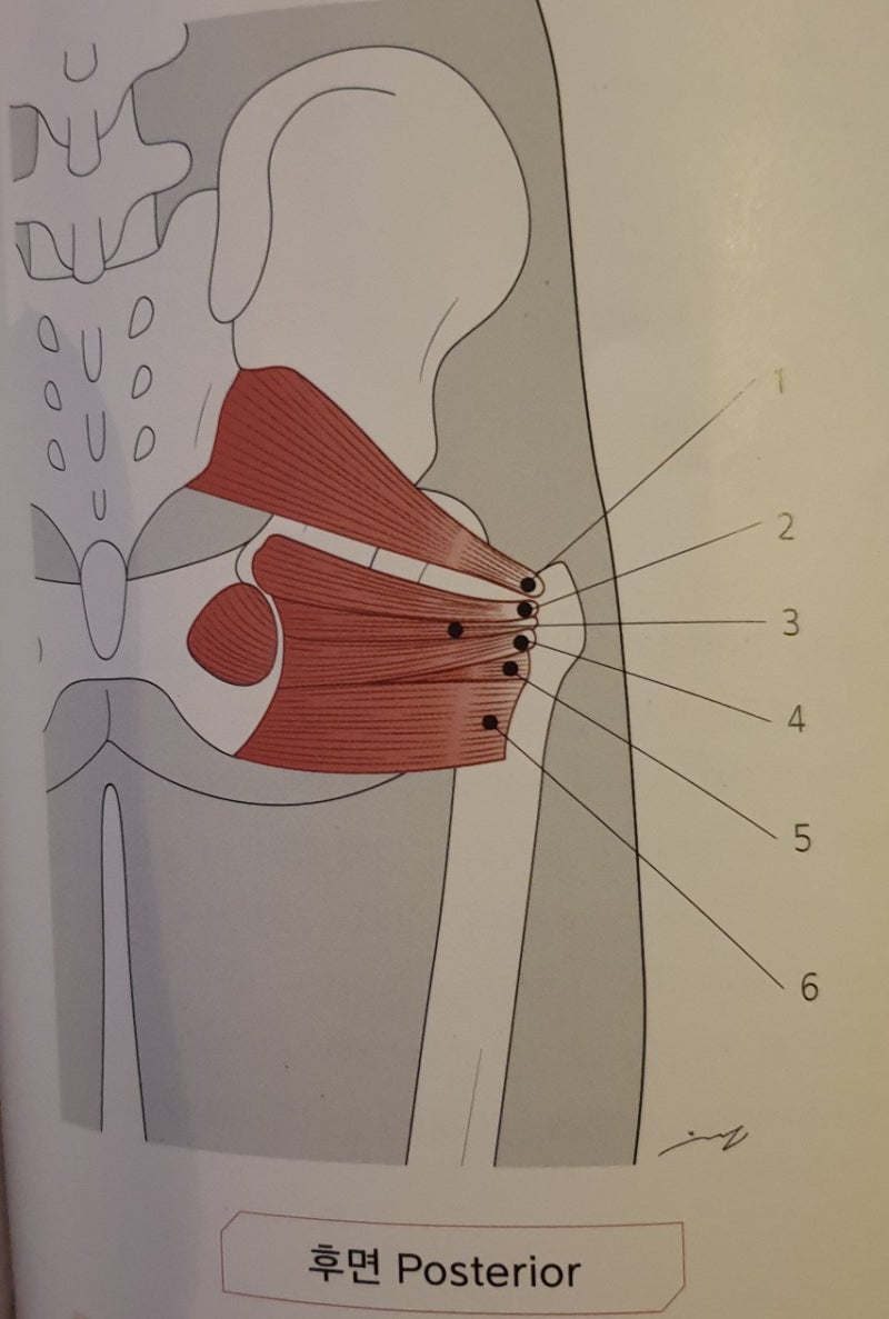 [Six deep lateral rotators of the hip]심부에 있는 6개의 고관절 외회전근 알아보기 : 네이버 블로그