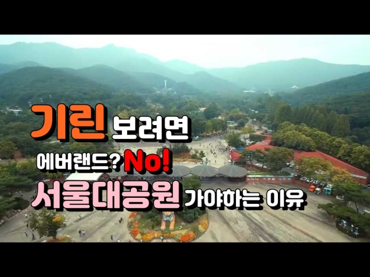  기린이 보고 싶다? 수도권엔 딱 2곳뿐 서울대공원vs에버랜드