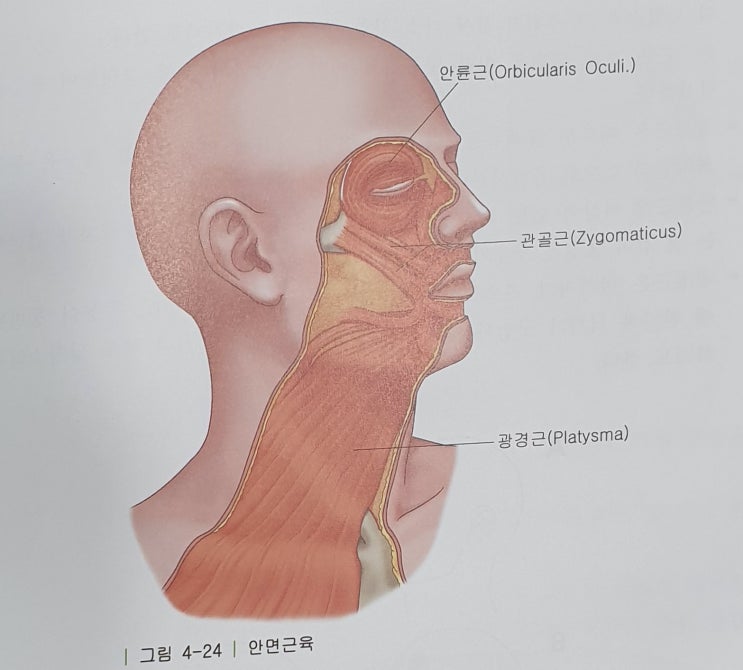  안면근육군