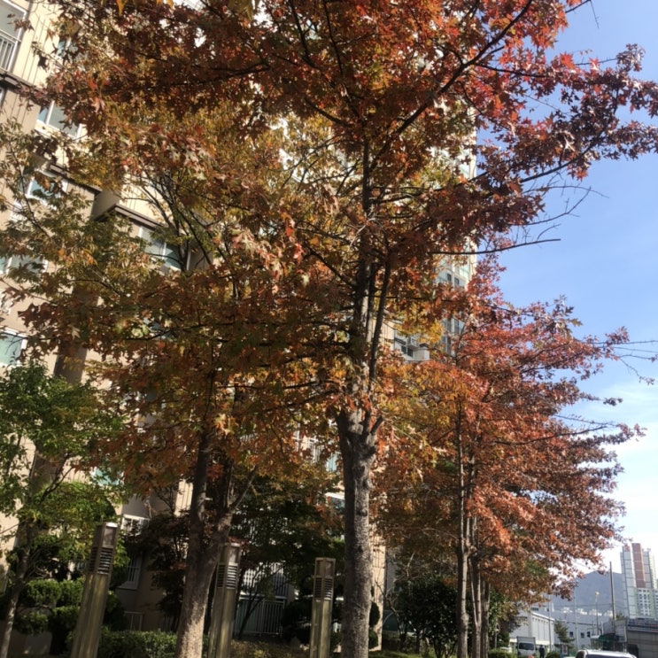  출근길 발길을 사로잡는 눈앞의 풍경