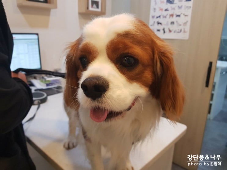  강아지 설사 세균성 장염 재발 증상 체크 잘하세요