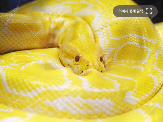  구렁이 태몽-아들? 딸?