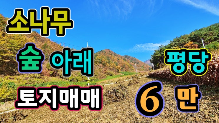  평당 6만원 소나무 숲아래 저렴하며 좋은 토지매매 전원주택 짓고 농막 설치 ok 강원도 평창에서 가까운 정선토지