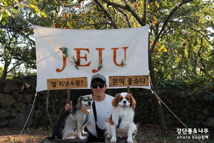  제주 노리매공원 포토존 핑크뮬리 예술 애견동반 가능