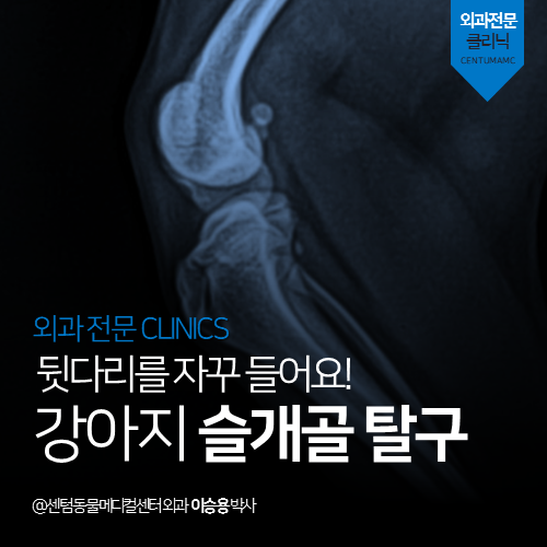  [외과] 뒷다리를 자꾸 들어요! 강아지 슬개골 탈구 (부산 해운대 수영구 수술 전문 동물병원, 외과박사 직접 집도)