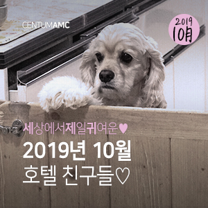  2019년 10월 호텔 친구들사진 모음! 데이터 주의(부산 수영구 애견 호텔, 반려동물 호텔, 24시동물병원 센텀동물메디컬센터)