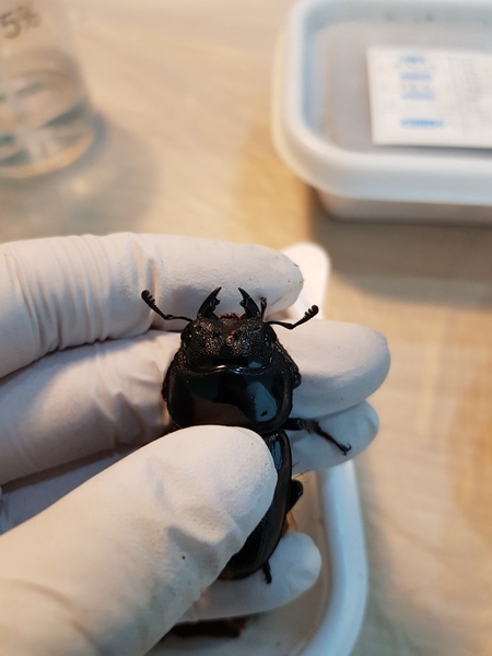 [Bs] 극태왕사슴벌레 산란세팅 기록용