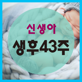  생후 43주 정보