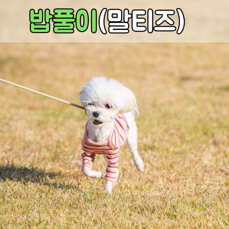  많이 짖고 흥분하는 문제행동을 가진 말티즈, #부산애견훈련소 #김해애견훈련소