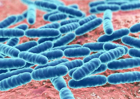  쿠마] 사카로미세스 보울라디 (Saccharomyces Boulardii)