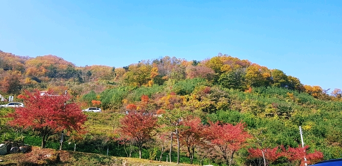  양평 하루나들이 오르다온 단풍여행 식물원 트레킹코스 추천해요