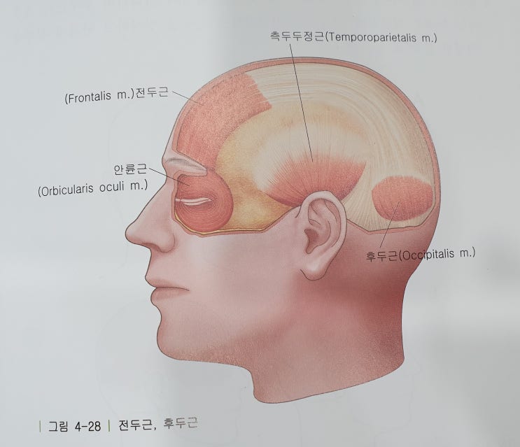  전두근과 후두근