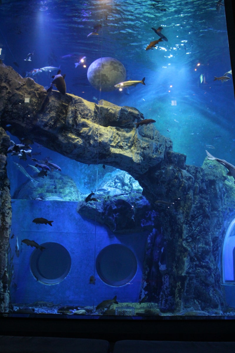 단양군 여행 다누리 아쿠아리움 찬가 : 네이버 블로그, image size:800x1200