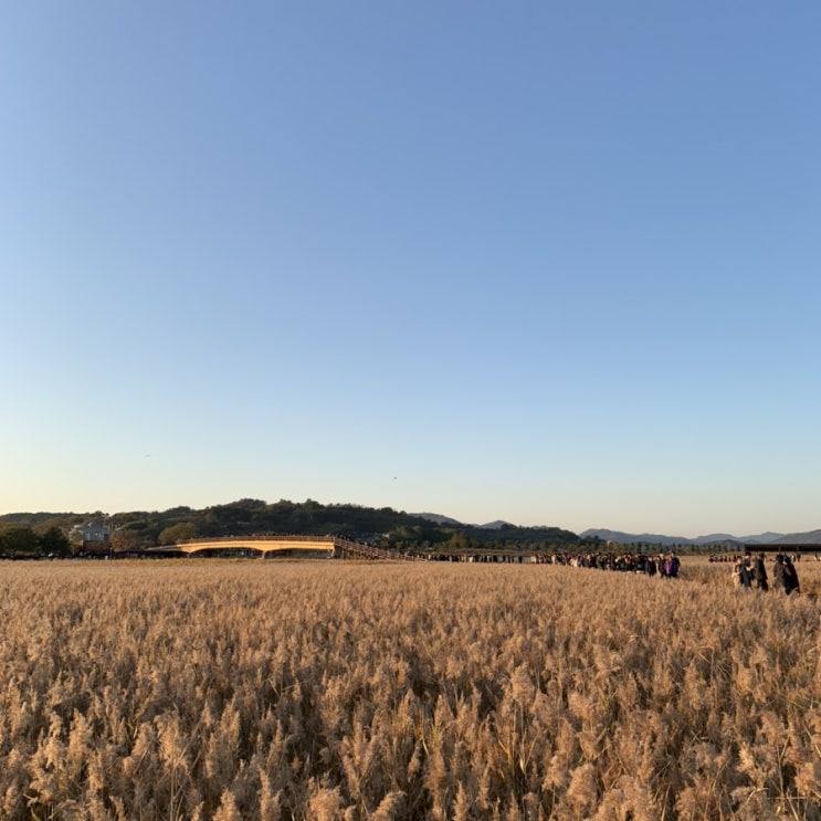  순천 가볼 만한 곳 : 순천만습지