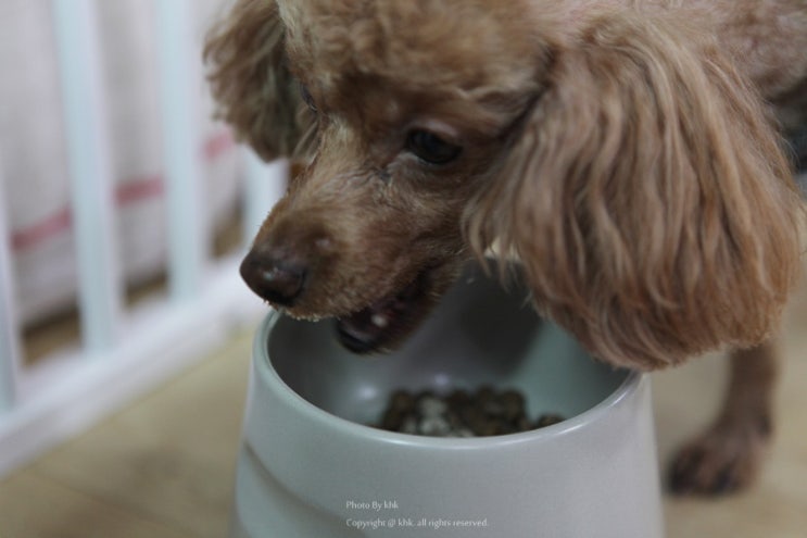 강아지유산균 영양제 오요요 콩이가 너무 잘 먹어요~