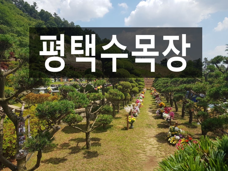  평택수목장 접근성이 좋고 자연장으로 인기있는곳!