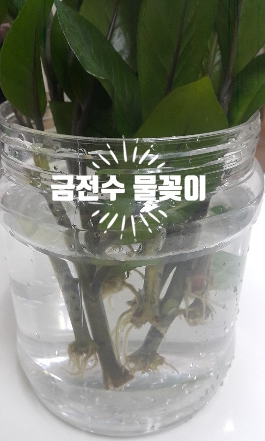 금전수(돈나무) 키우기와 번식(물꽂이, 잎꽂이, 수경재배) : 네이버 블로그 금전수(돈나무) 키우기와 번식(물꽂이, 잎꽂이, 수경재배) : 네이버 블로그