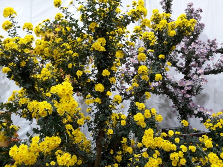 진주 국화꽃 축제 가을 나들이