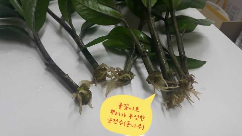 금전수(돈나무) 키우기와 번식(물꽂이, 잎꽂이, 수경재배) : 네이버 블로그 금전수(돈나무) 키우기와 번식(물꽂이, 잎꽂이, 수경재배) : 네이버 블로그