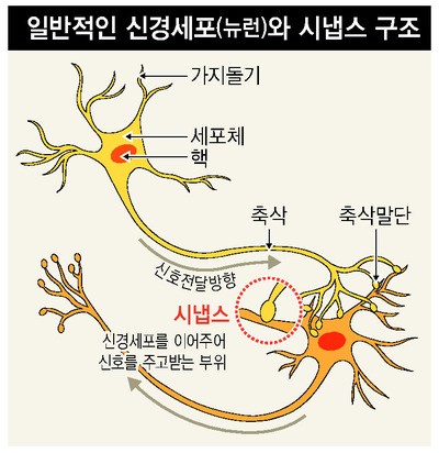  잠잘때 뇌를 씻어낸다? 뇌파, 뇌혈류, 뇌척수액