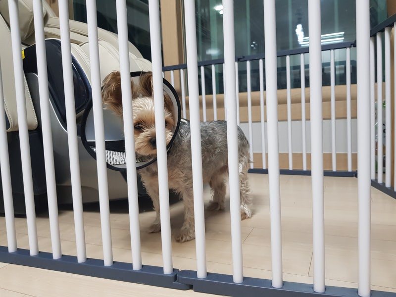 강아지 펜스 톡톡 커스텀 펜스 애견용품 리뷰 12