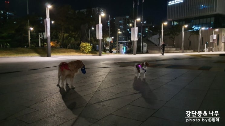  강아지 산책시키는 리트리버 댕댕이