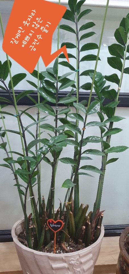 금전수(돈나무) 키우기와 번식(물꽂이, 잎꽂이, 수경재배) : 네이버 블로그 금전수(돈나무) 키우기와 번식(물꽂이, 잎꽂이, 수경재배) : 네이버 블로그