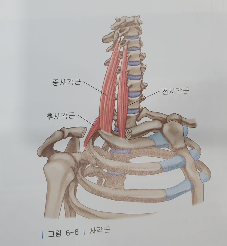  사각근 통증